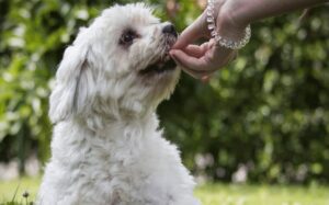 Coton deTulear diets and feeding methods