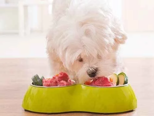 Coton deTulear eating its meal