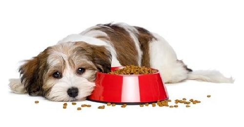 Coton deTulear lying beside its food