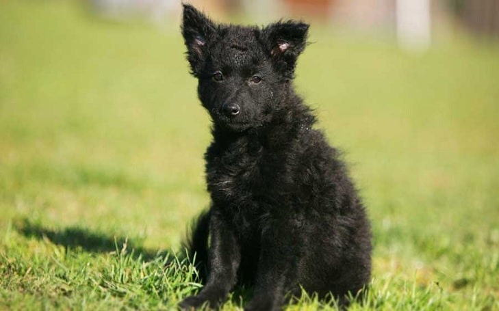 are croatian sheepdogs good with other dogs