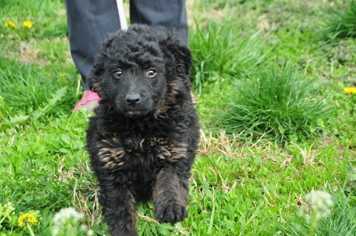 Croatian Sheepdog Puppy running on the field