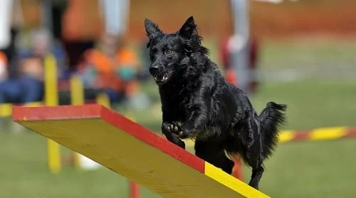 Croatian Sheepdog agility training