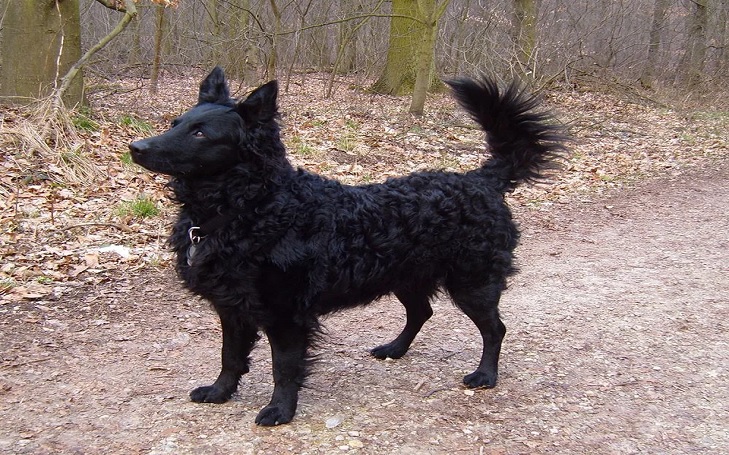 Croatian Sheepdog feeding methods