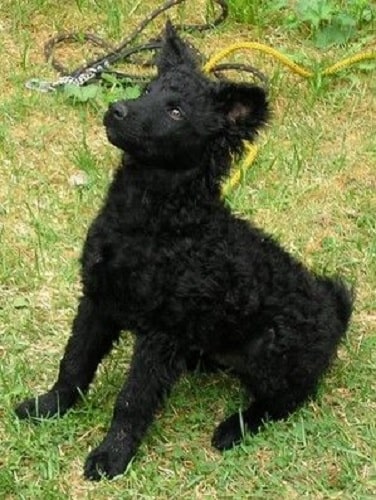 Croatian Sheepdog puppy sitting