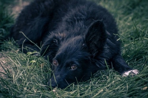 Croatian Sheepdogs laying on the ground