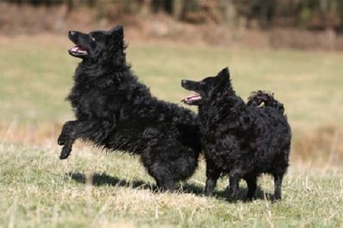 Croatian Sheepdogs playing