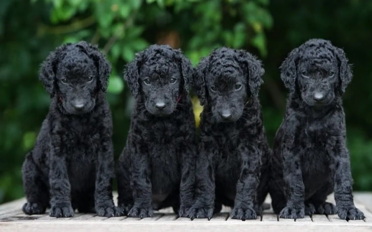 Curly-Coated Retriever Puppies development stage and their behavior-min