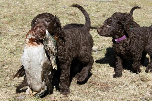 Curly-Coated Retriever Puppies learning to retrieve