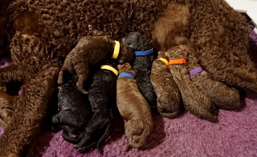 Curly-Coated Retriever Puppies feeding on their mother's milk