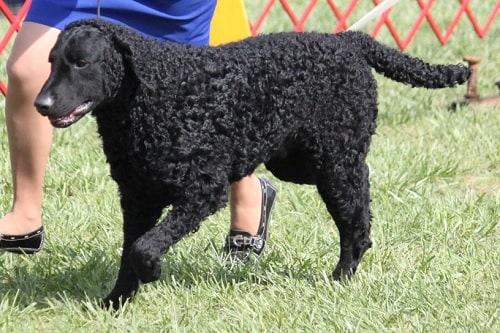 Curly Coated Retriever agility training