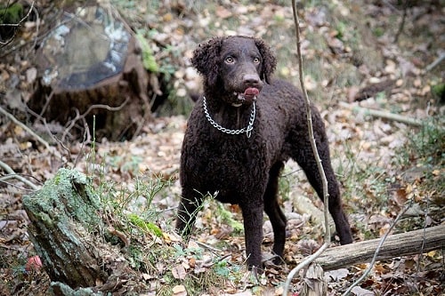 Curly-Coated Retriever in the woods
