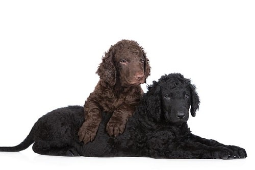 Curly-Coated Retriever puppies playing