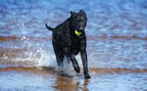 Curly Coated Retriever training methods and strategies