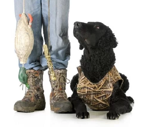 Curly Coated Retriever with its master