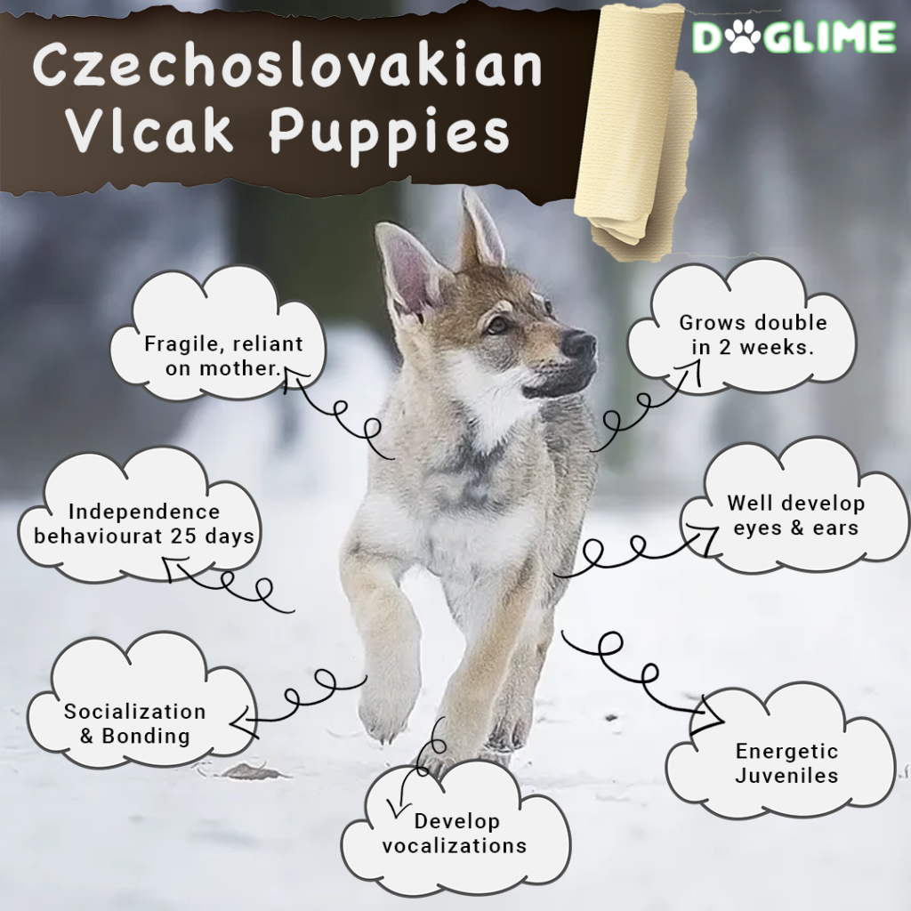 Czechoslovakian Vlcak Puppies_