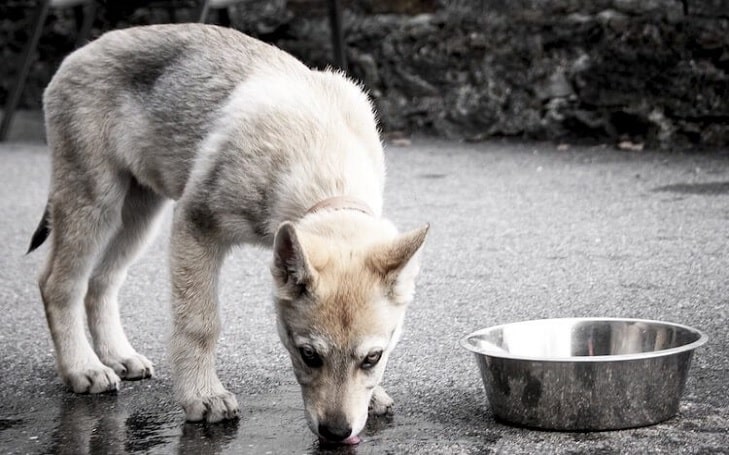 Czechoslovakian Vlcak diets and feeding methods