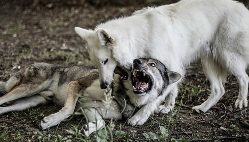 Czechoslovakian Vlcak dogs playing