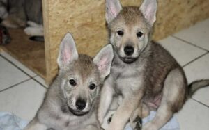 Czechoslovakian Vlcak puppies development and behavior