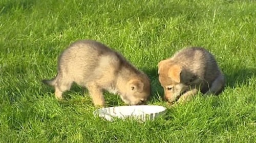 Czechoslovakian Vlcak puppies eating their meal