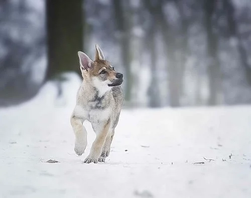 Czechoslovakian Vlcak puppies running on the snow