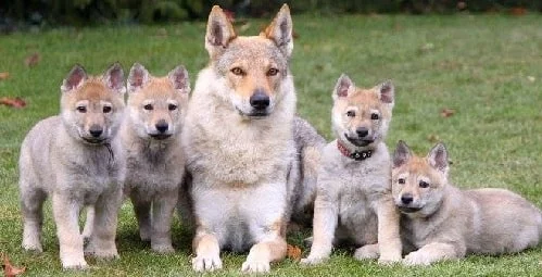 Czechoslovakian Vlcak puppies sitting with their mother