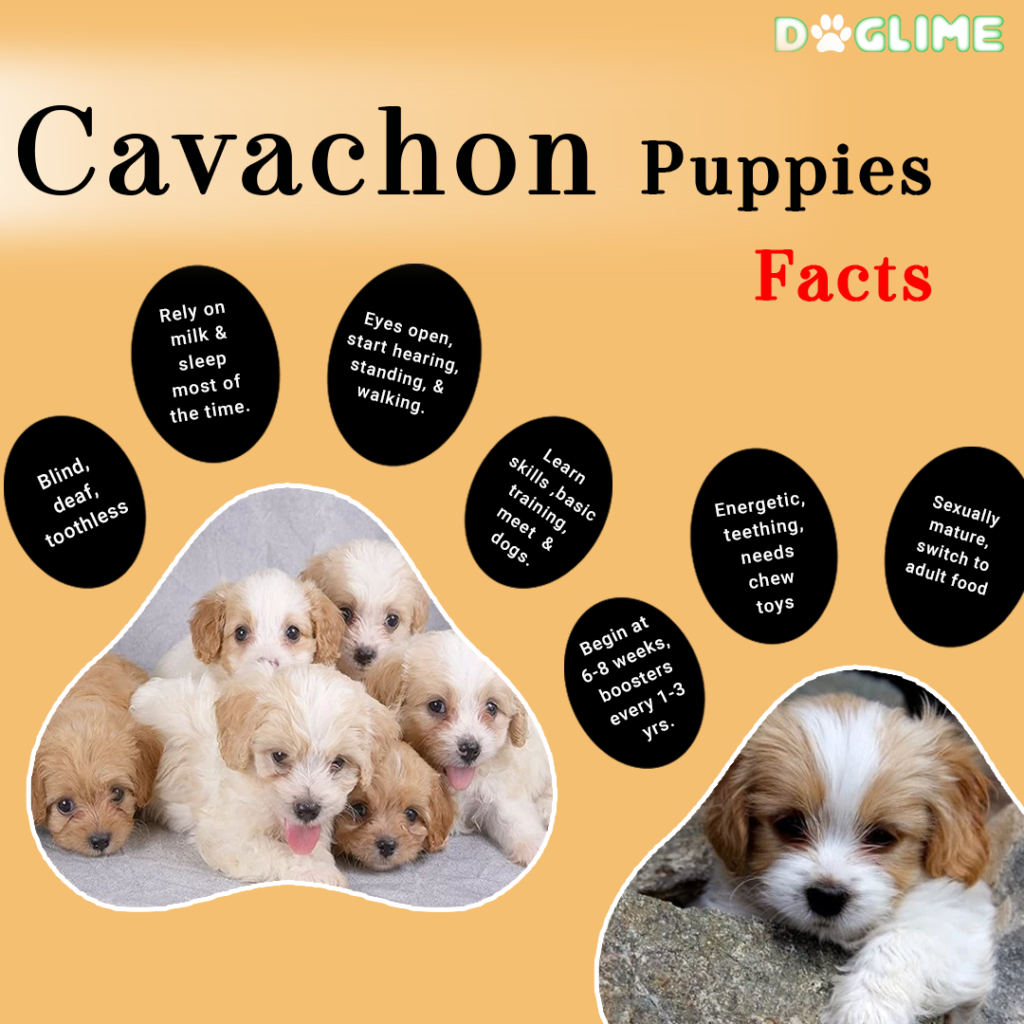 Facts on Cavachon Puppies_