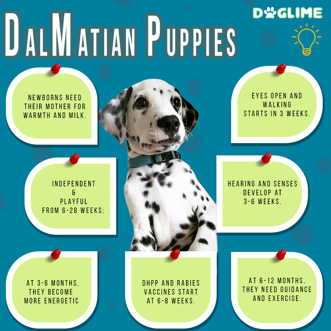 Dalmatian Puppies Behavior And Characteristics In Different Months