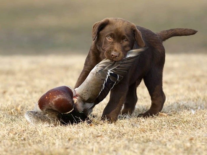 Chesapeake Bay Retriever diets and feeding methods