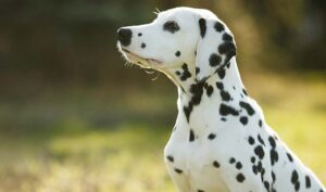 A picture Dalmatian sitting.