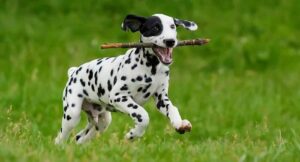 Dalmatians playing on the ground with stick.