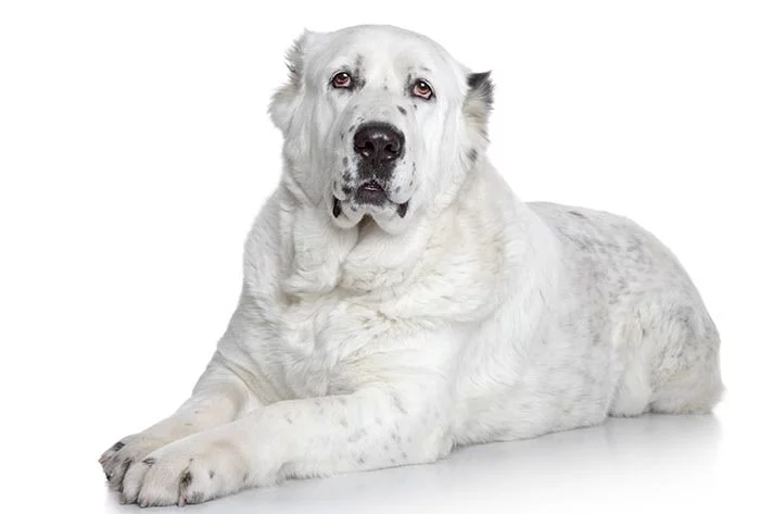 Central Asian Shepherd diets and feeding methods