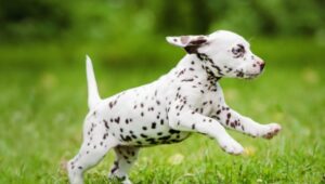 Baby Dalmatian playing on the ground