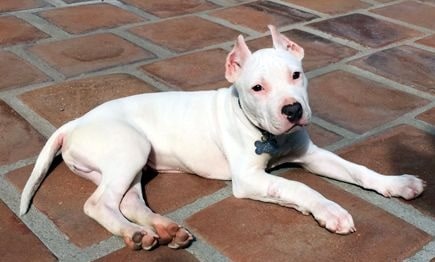 10 Things To Know Before You Keep A Dogo Argentino