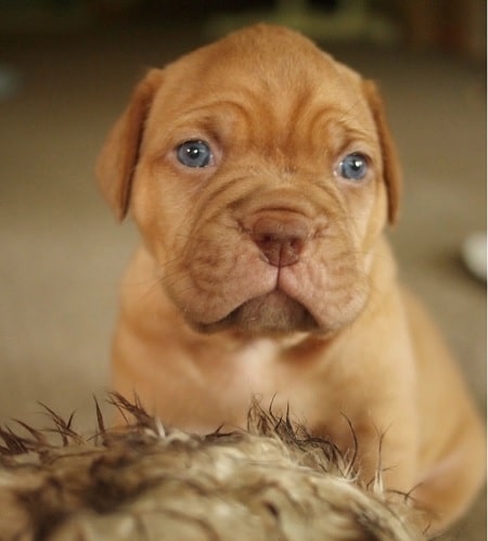 what to feed french mastiff puppy