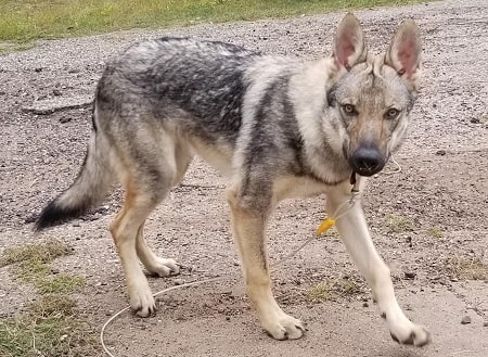 how often should you walk your saarloos wolfdog puppy