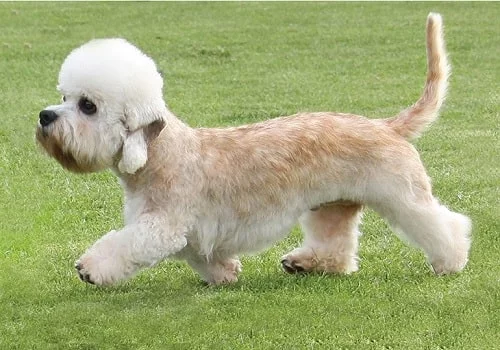 A fully grown Dandie Dinmont Terrier