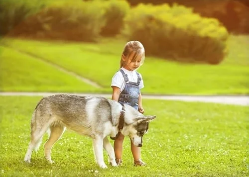 A girl with Saarloos Wolfdog in the park