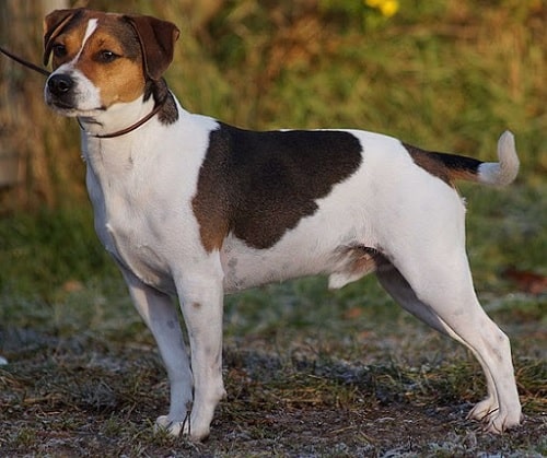 An Adult Danish-Swedish Faarmdog