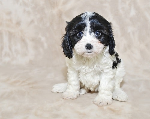 Cavachon Diets posing for a photo