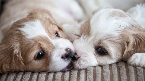 Cavachon puppies playfully biting each other