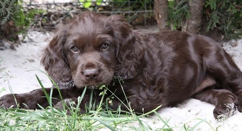 Cute little Deutscher Wachtelhund Puppy