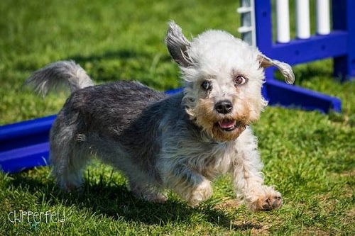 Dandie Dinmont Terrier Agility Training