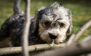 Dandie Dinmont Terrier Puppy Development and Behavior