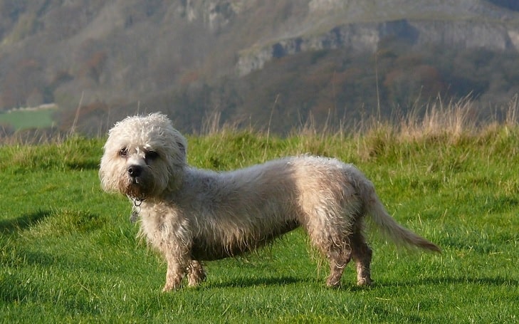 Dandie Dinmont Terrier Training Methods and Strategies