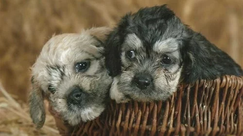 Dandie Dinmont Terrier puppies sitting in the basket
