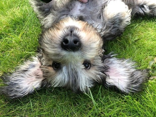 Dandie Dinmont Terrier puppy rolling on the ground