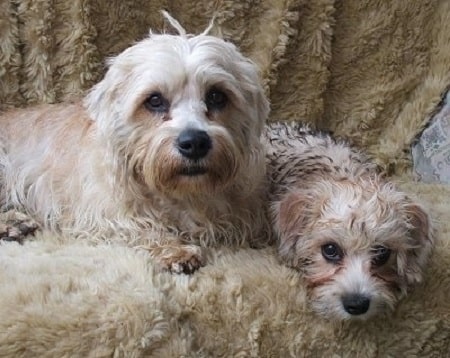 Dandie Dinmont Terrier sitting with its puppy