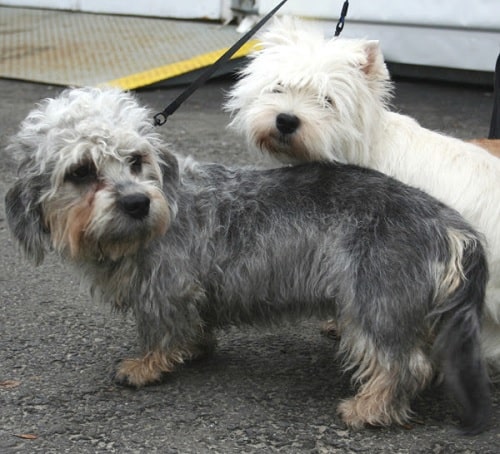 Dandie Dinmont Terriers on a leash