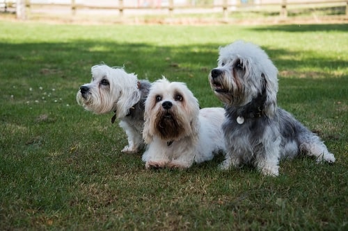 Dandie Dinmont Terriers sitting on the field