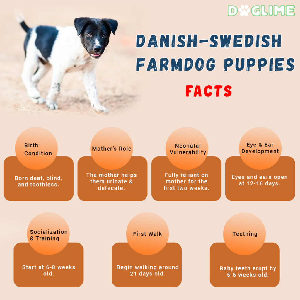Danish-Swedish Farmdog Puppies